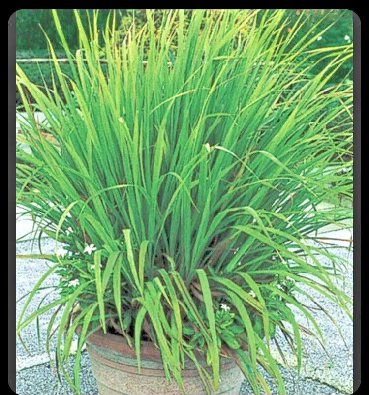 6 Lemongrass Stalks/Plugs – Live Organic Cymbopogon Plant,Rooted Lemon Grass