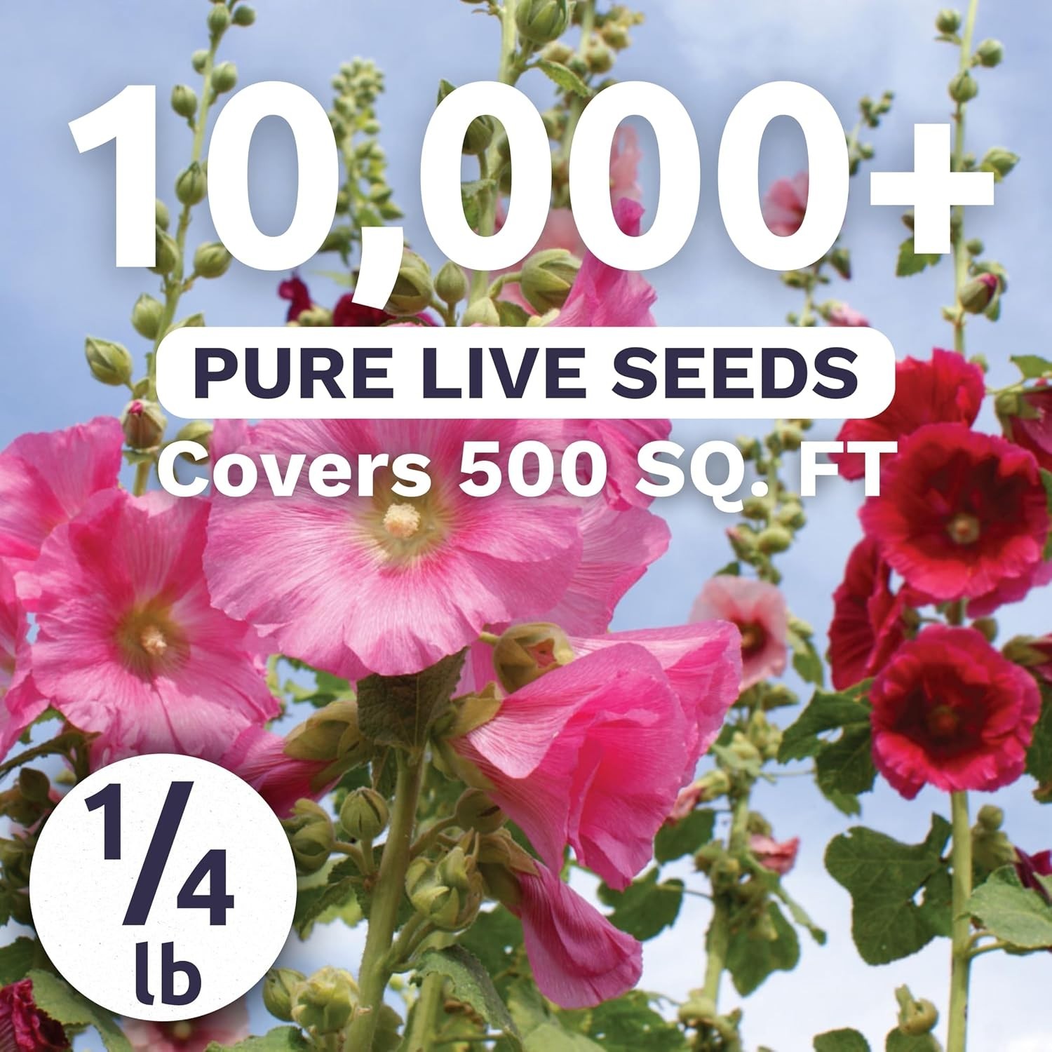 10,000 Hollyhock Seeds – 1/4 Pound Pouch – Guaranteed Growth & Elegance