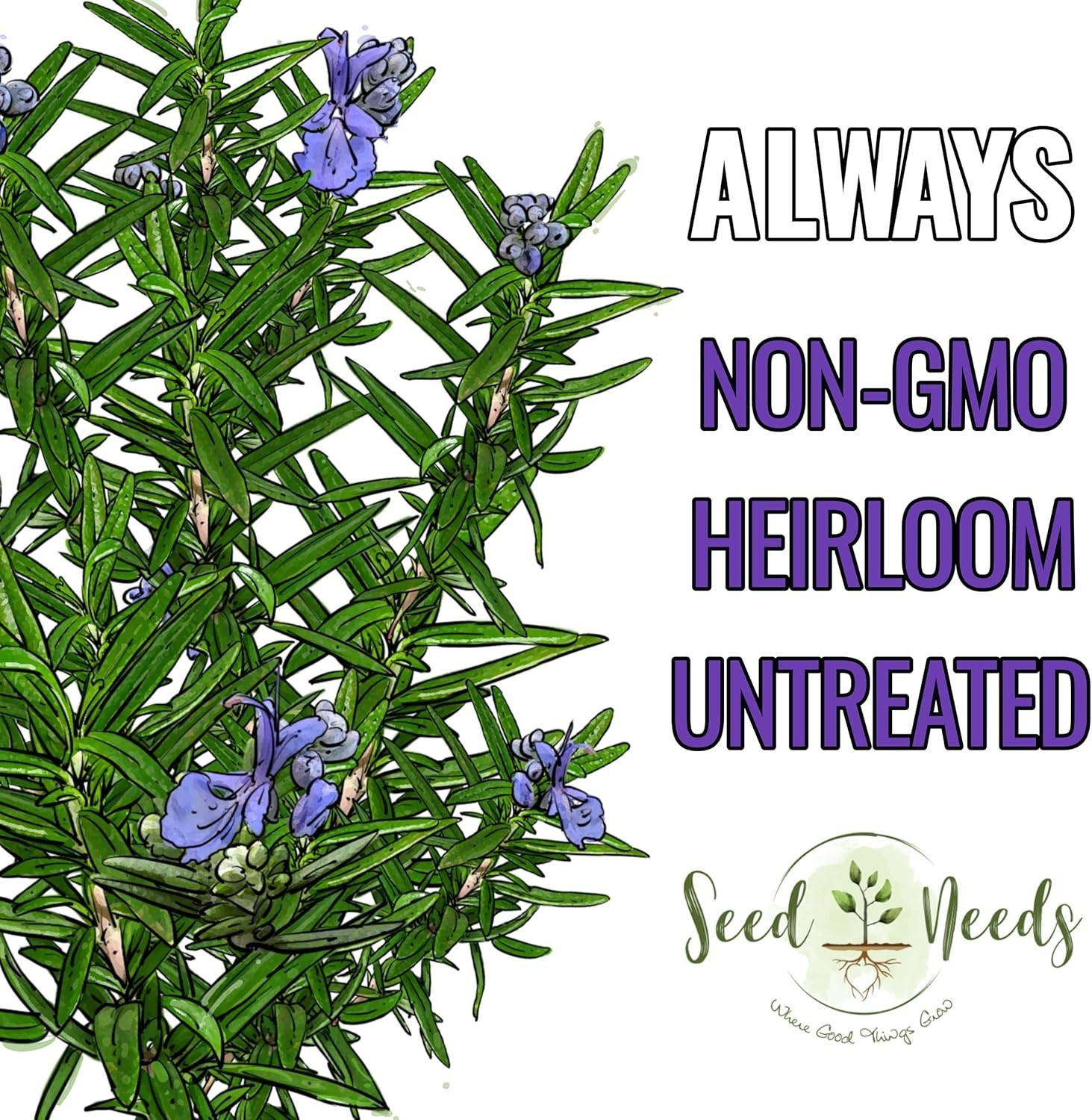 Heirloom Rosemary Seeds – Non-GMO with Medicinal & Culinary Benefits, 100 Seeds