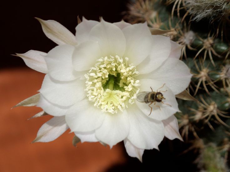 Echinopsis Ancistrophora aka Easter Lily Cactus 8 Seeds Free Shipping!