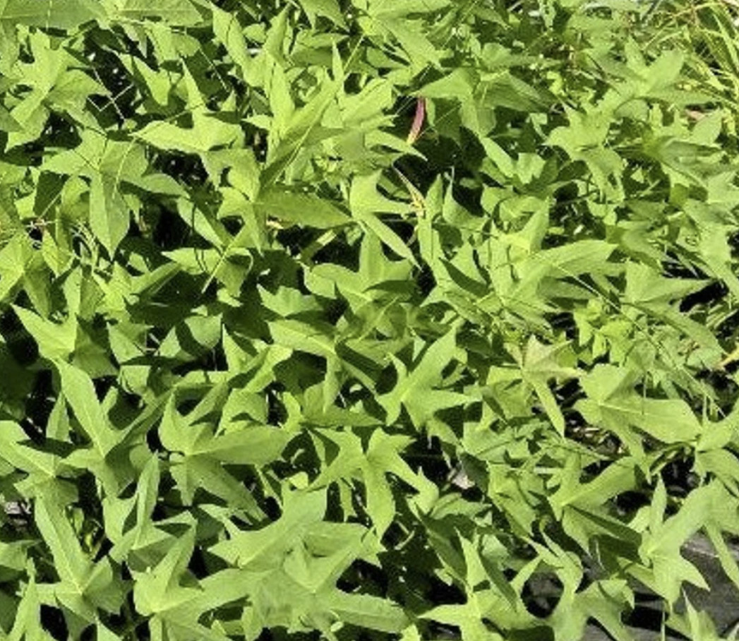 8 Covington Sweet Potato Slips Organic Bright Orange Sweet Flavor
