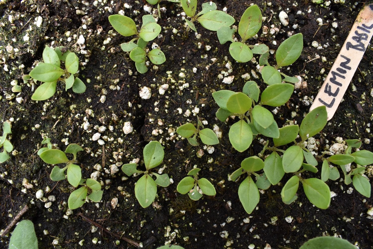 100+ seeds – Lemon Basil , heirloom seeds , non-GMO , herb seeds
