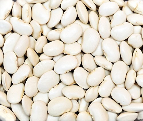 Bean Dry Great Northern Heirloom Garden Vegetable by Seed Kingdom 5 Lb Seeds