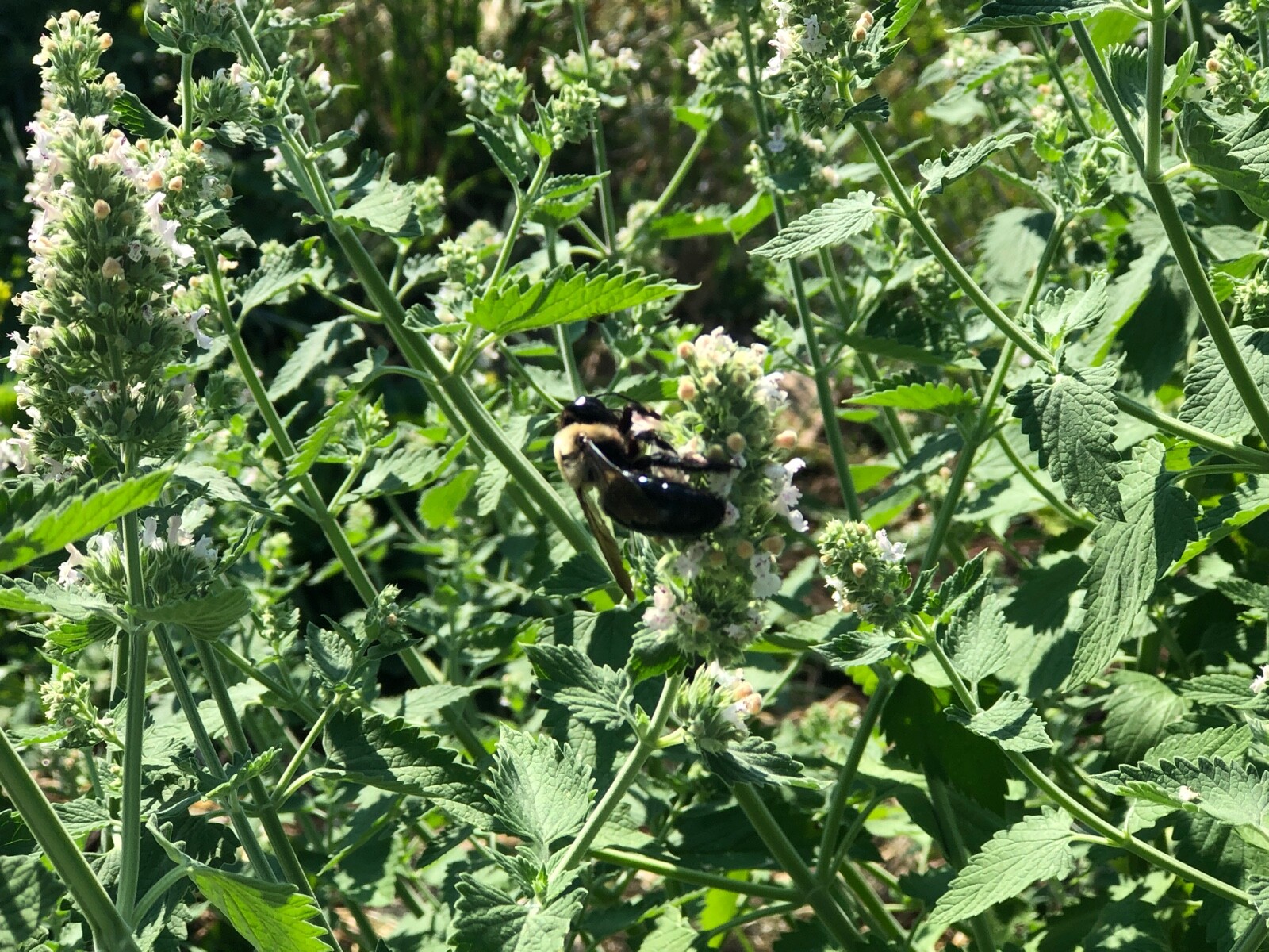 Fresh 2023 Fully Organic Catnip*Nepeta Cataria SEEDS~Perennial Herb *Heirloom