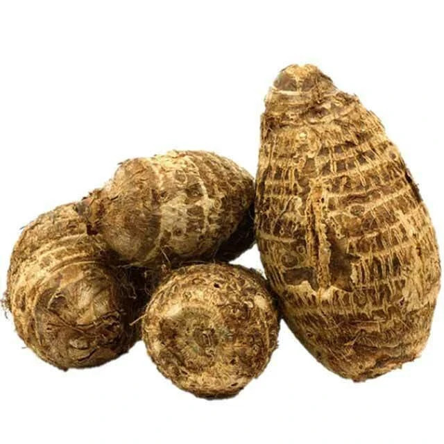 2 Pack Colocasia Elephant Ear Colocasia Bulbs-Tropical Plant for Lush Garden