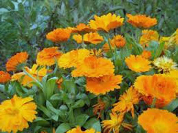 CALENDULA 1000+ SEEDS NEWLY HARVESTED, BEAUTIFUL VIVID GOLDEN BLOOMS