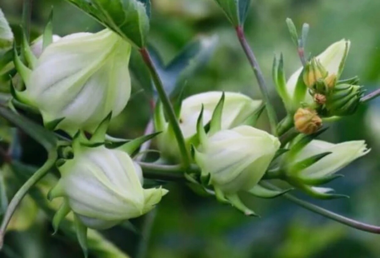White Jamaican Sorrel Seeds 30 Seeds White Roselle Hibiscus Plus Free Gift
