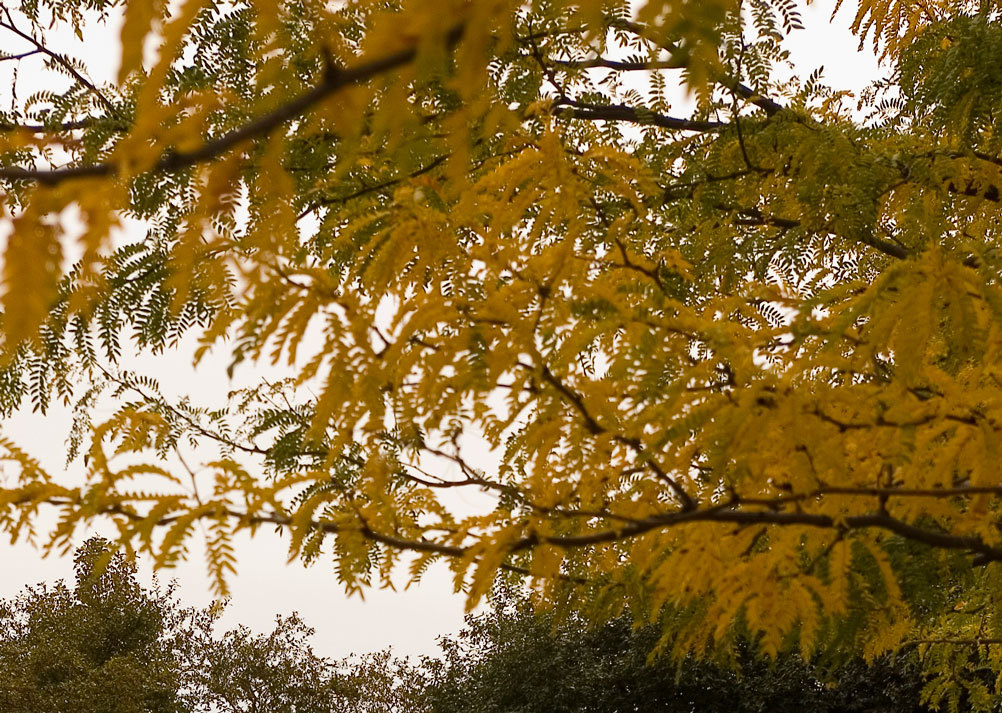 Honeylocust, Gleditsia triacanthos inermis, Tree Seeds (Fast, Hardy,)