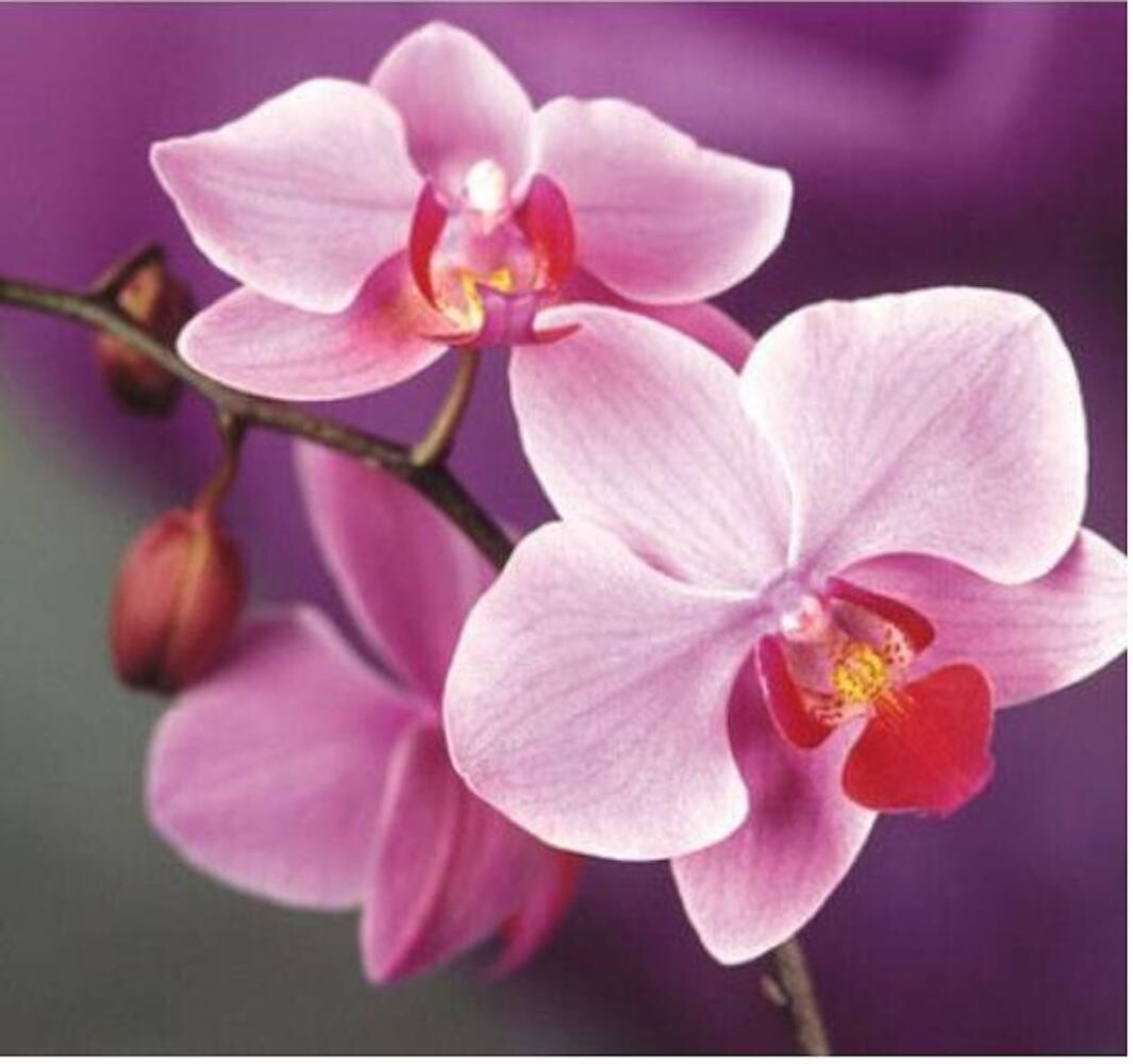 20 SEEDS for Light Pink ORCHID rare flower garden exotic house plant USA Seller