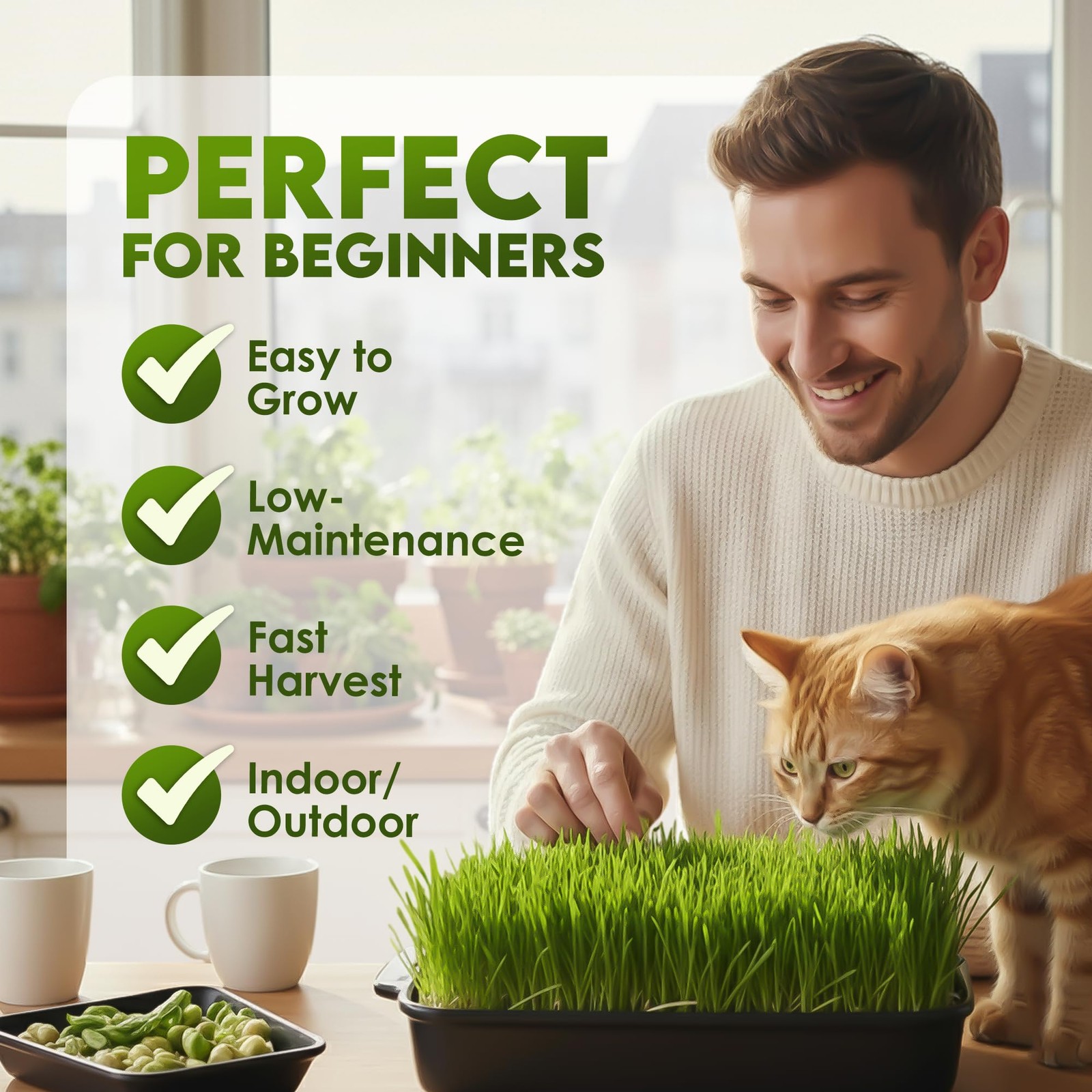 Wheat Grass Seeds – Non-GMO Organic Seeds for Planting, Cat Grass for Growing…