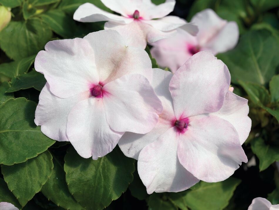 50 Impatiens Seeds Accent Premium Bright Eye Impatiens Seeds
