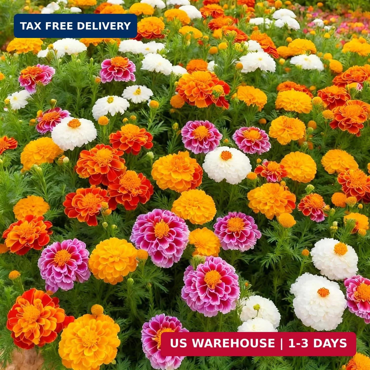 1000+ Marigold Seeds for Planting, Mixed Color Marigold Seeds Heirloom Garden Fl