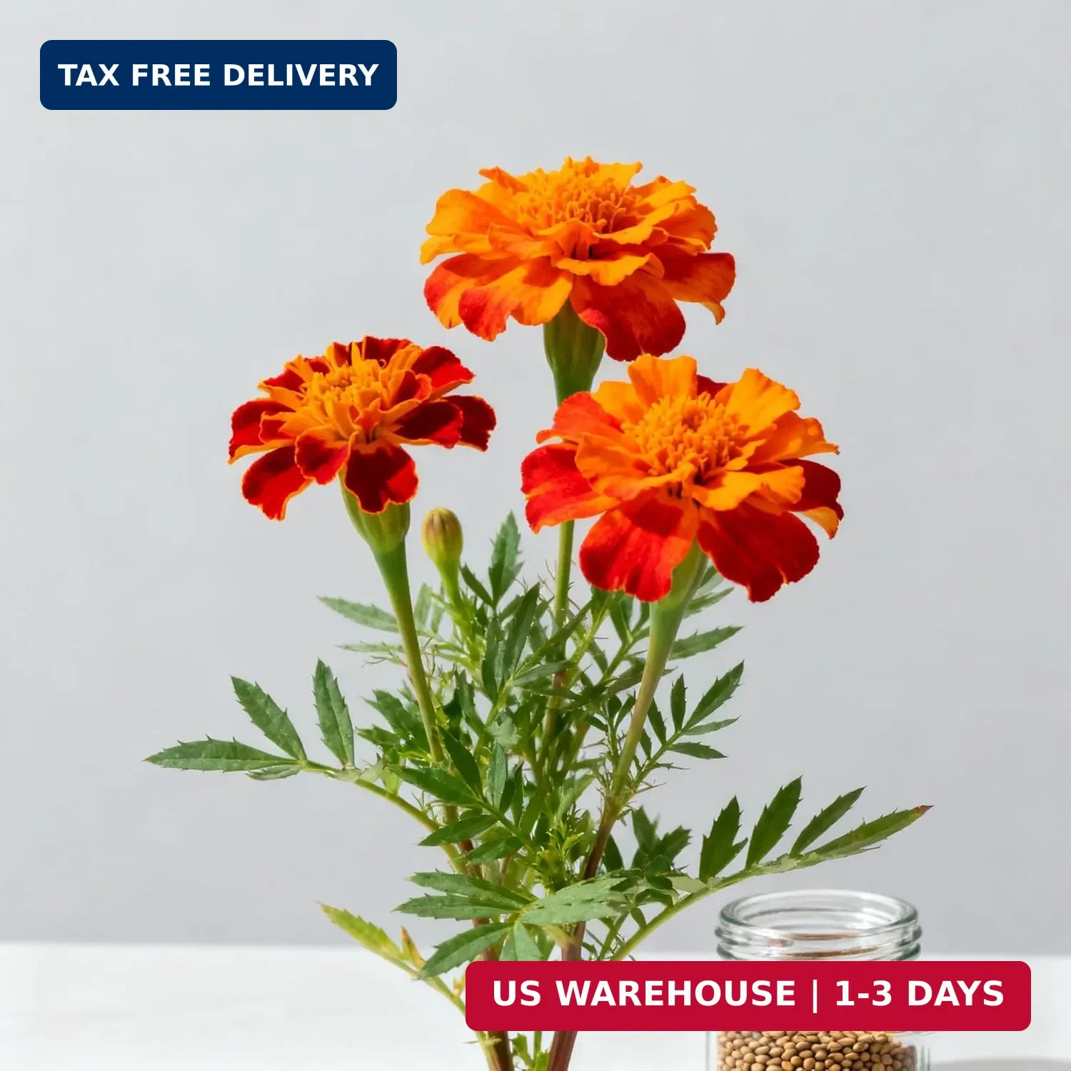 1000+ Marigold Seeds for Planting, Mixed Color Marigold Seeds Heirloom Garden Fl
