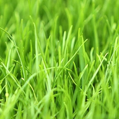 High-Quality 10lb Organic Annual RyeGrass Seed for Erosion Control & Overseeding