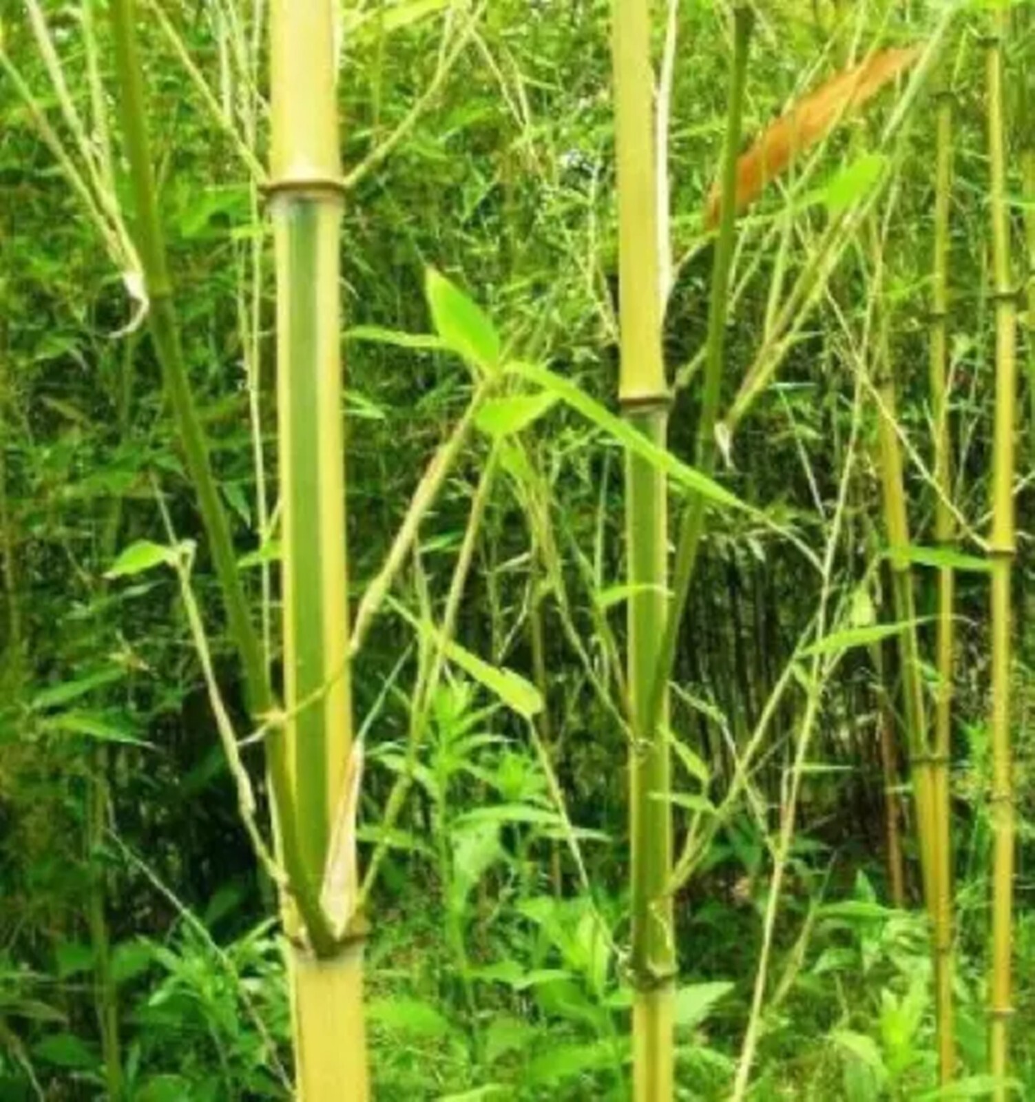 100 Spectrum Bamboo Seeds Perennial Ornamental Seed Privacy Shots US SELLER