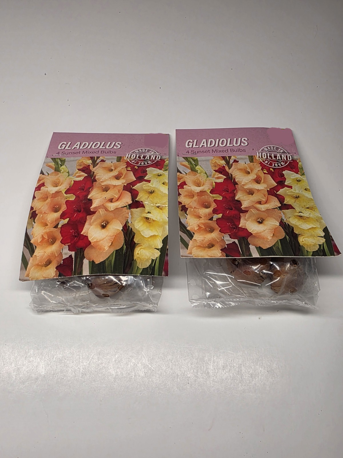 Lot Of 2 Packs of Holland Sunset Mixed Gladiolus Bulbs (4 bulbs each)