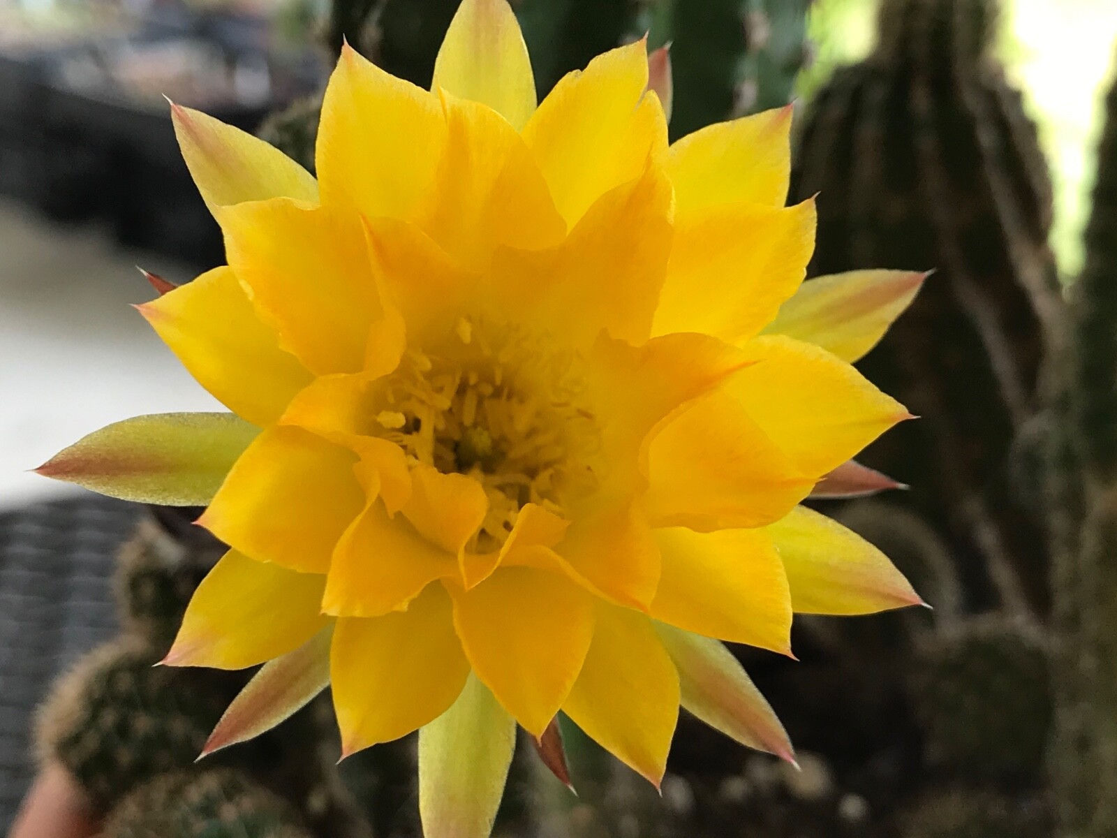 Echinopsis hybrid, ‘Candlelight’ A Bob Schick hybrid, Cactus Succulent
