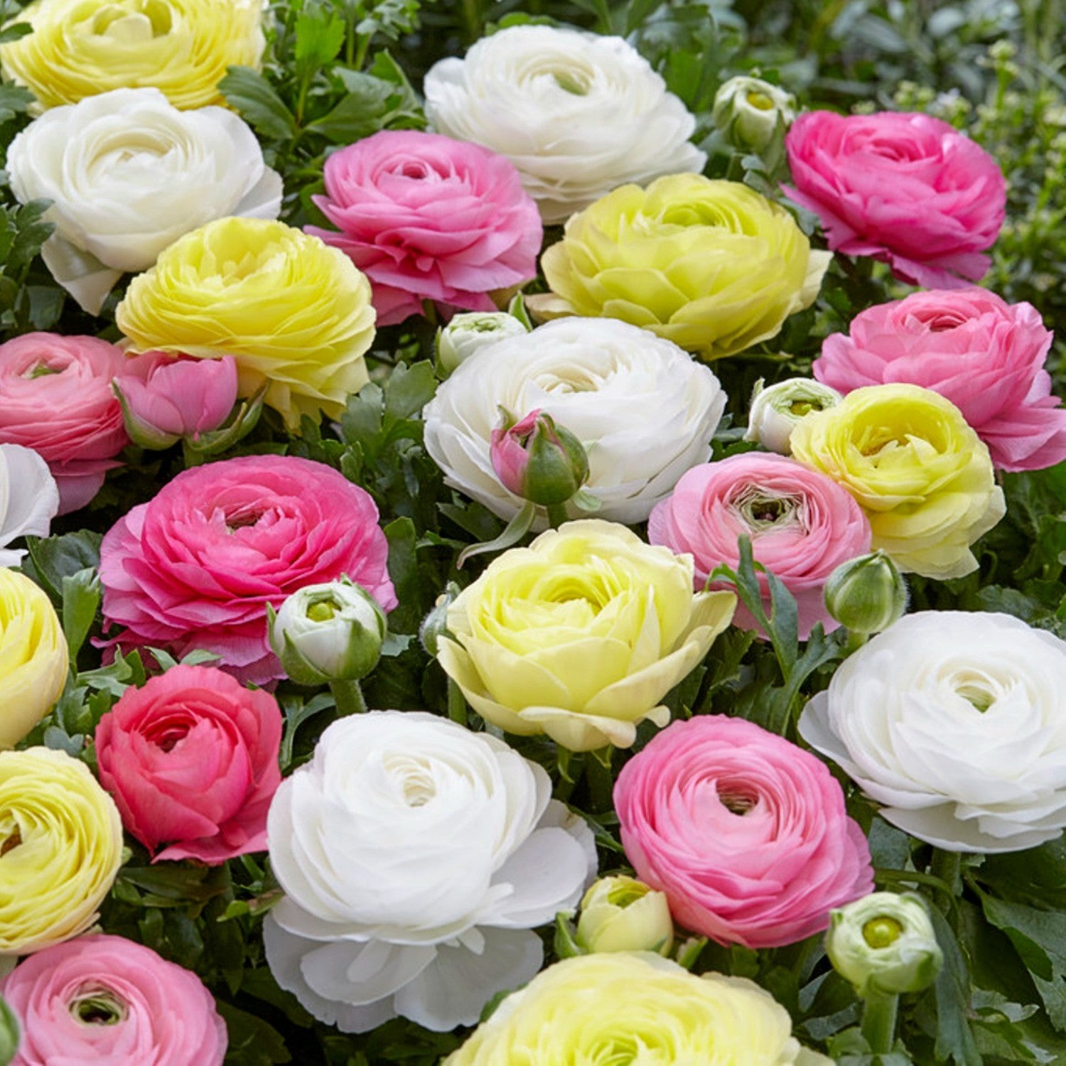 Easy to Grow Ranunculus Buttercup Pastel Mix 10 Plant Bulbs, Spring Flowers