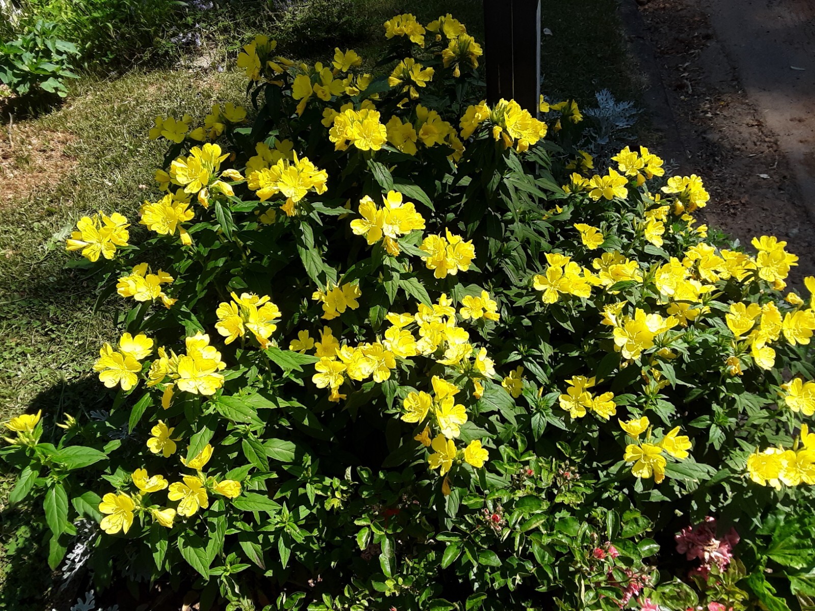 25 Common Evening Primrose Seeds, Yellow Flower Clusters.Perennial.