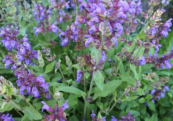 Italian Sage, Salvia Officinalis, NON-GMO, Variety Sizes, FREE SHIPPING