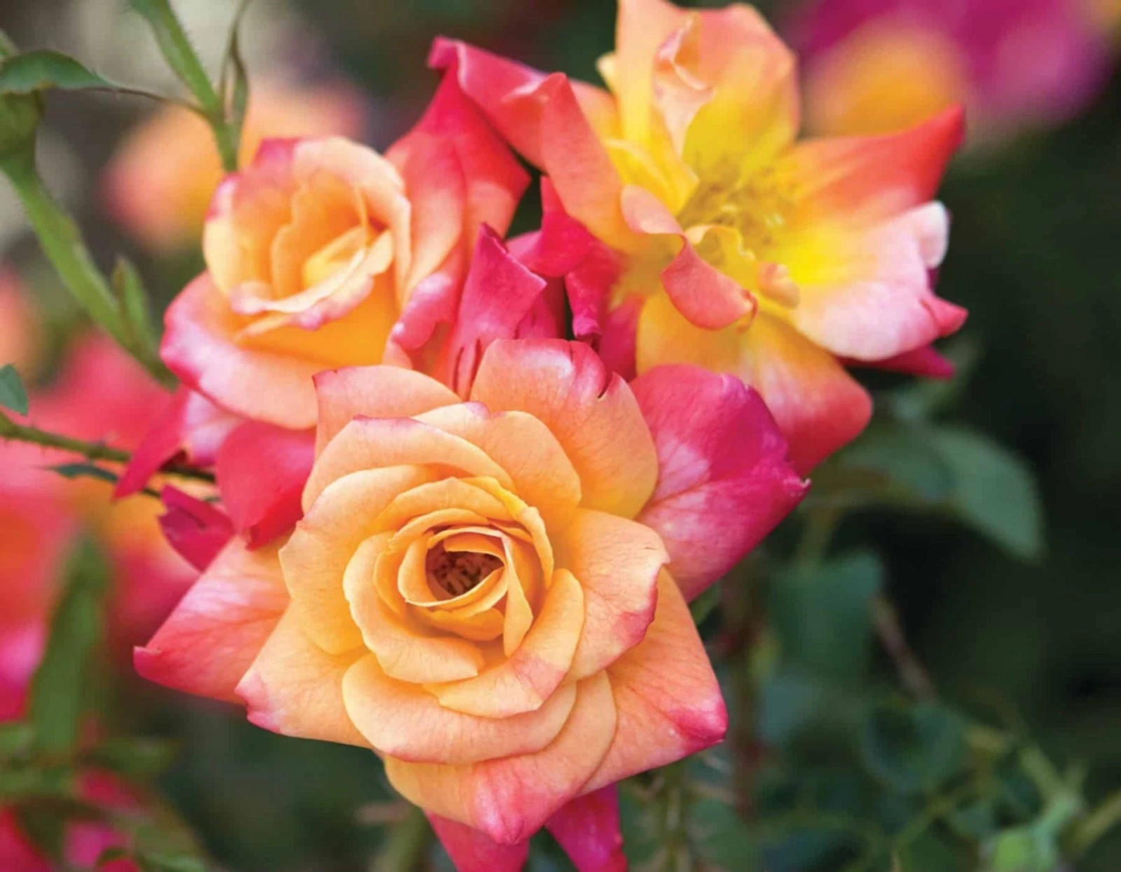 Joesphs Coat Climbing Rose Seeds- 50 or 100 Seeds.USA Seller- Free Shipping