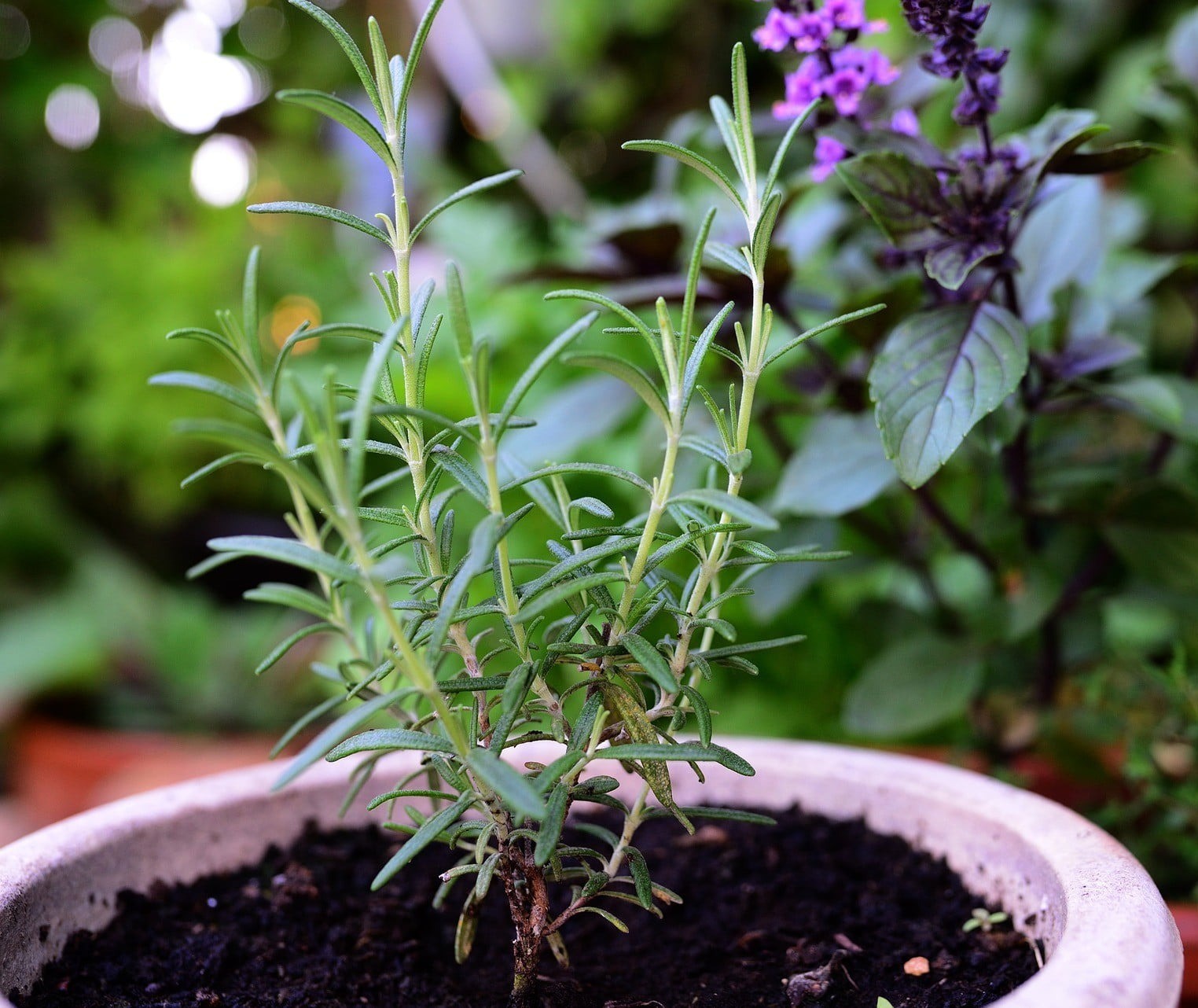 Rosemary – 75 Seeds