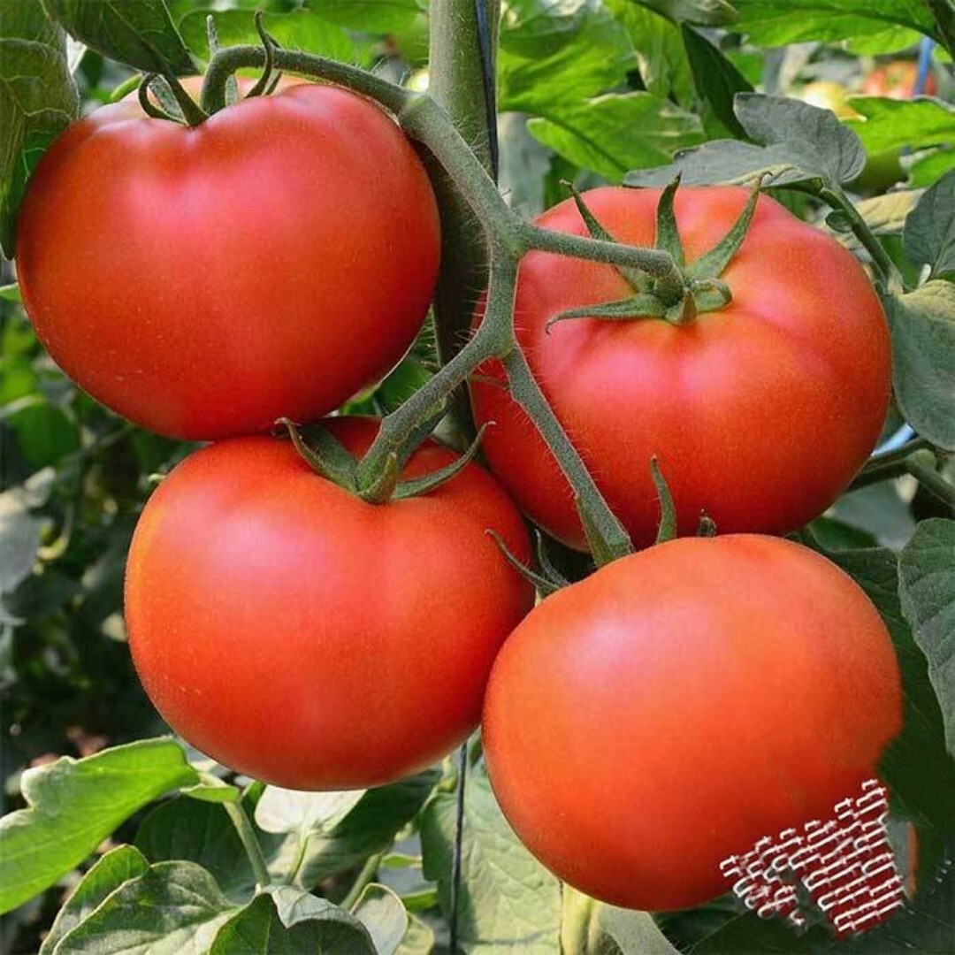 Beefsteak Tomato Seeds | NON-GMO | 100 Seeds| Indeterminate |