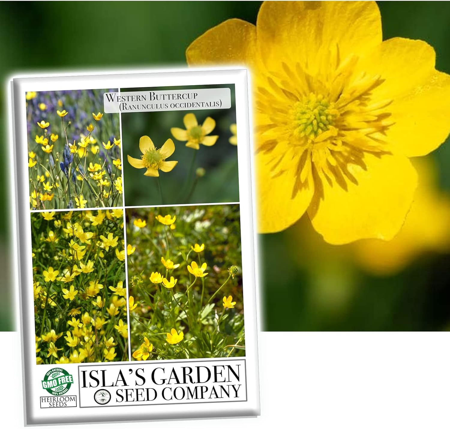 Western Buttercup (Ranunculus Occidentalis) – 250+ Non-Gmo & Heirloom by Isla’