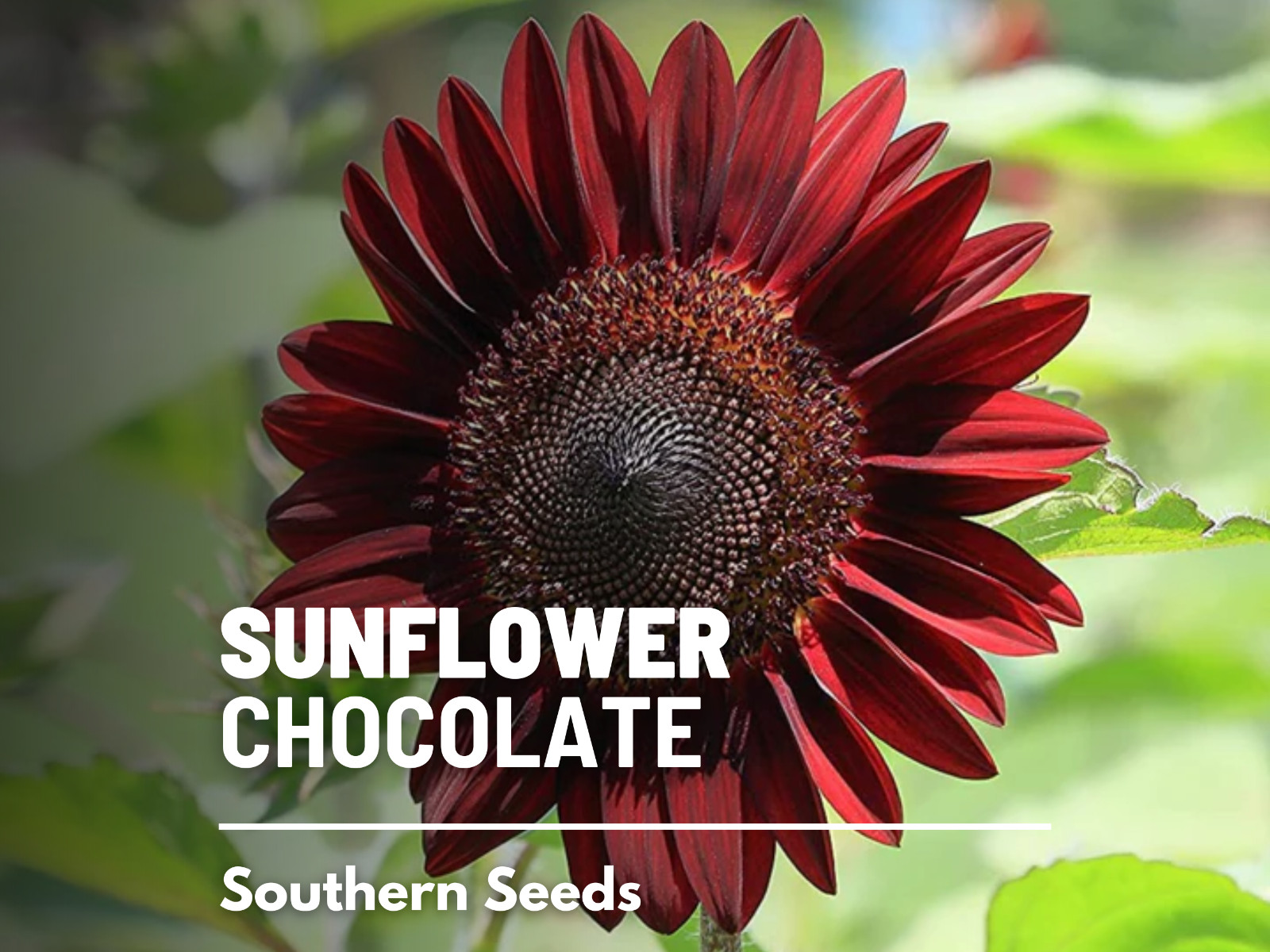 Sunflower, Chocolate – Heirloom Seeds – Fall Colors (Helianthus annuus)