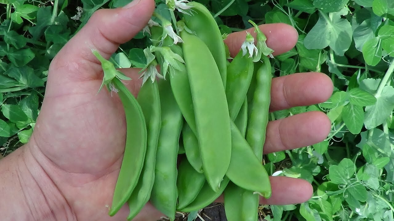 PEA Heirloom Mix 25+ NON-GMO Seeds vegetable garden ALL TYPES MIXED snow peas