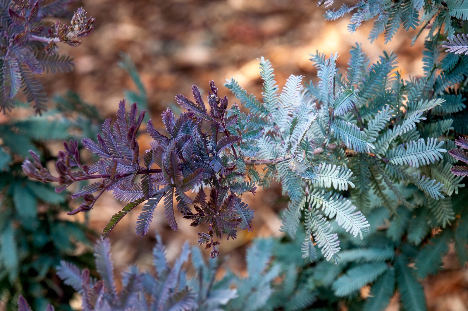 10 PURPLE ACACIA Baileyana Purpurea Fernleaf Mimosa Tree Yellow Flower Seeds