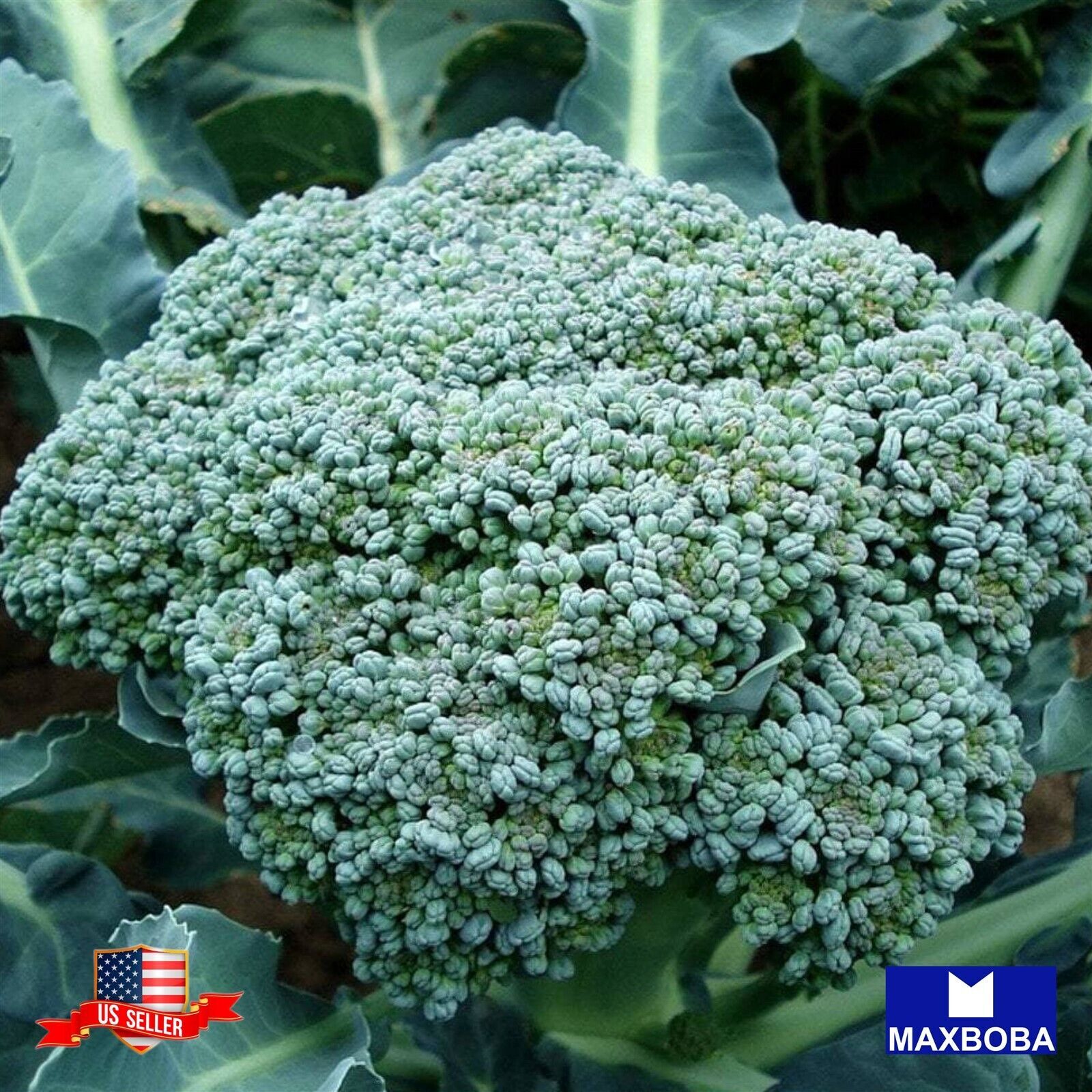 Broccoli Seeds – Waltham 29 (Organic)Non-GMO Heirloom Garden