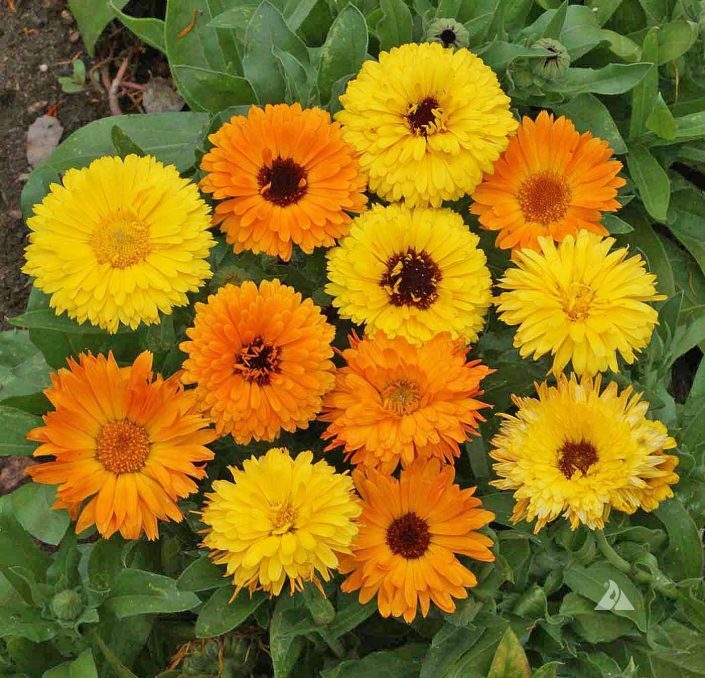 Calendula Pacific Beauty Mix Seeds – 100 Seeds, Non-GMO