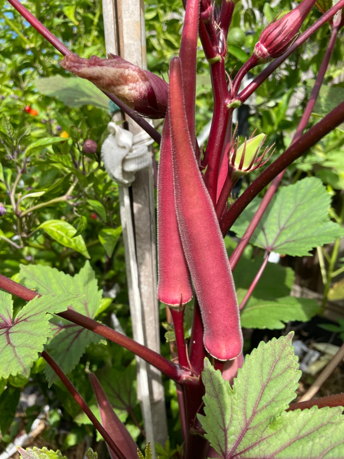 60+ Okinawa Pink Okra Seeds Open Pollinated No pesticides. Early and Prolific