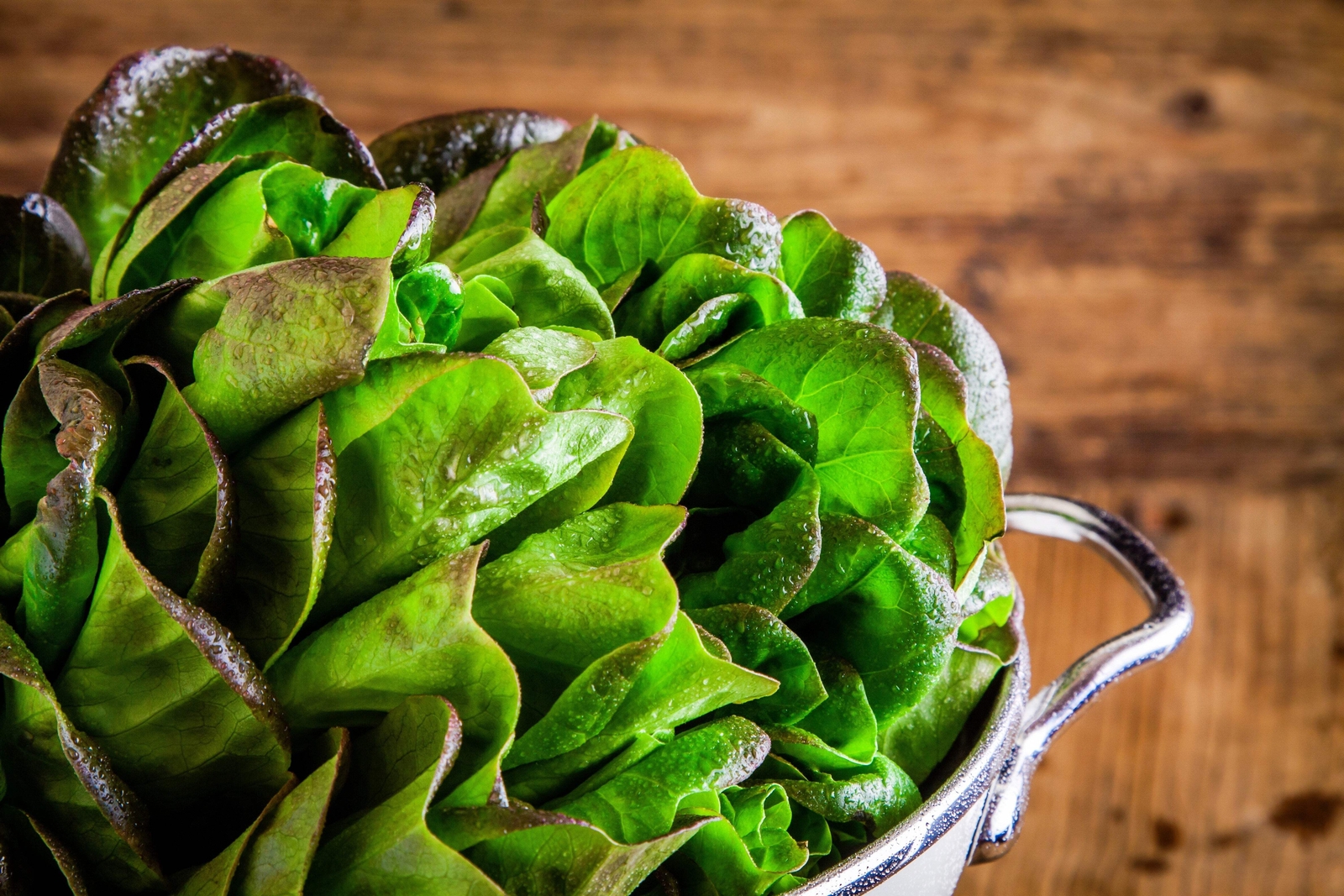 3000 BRONZE MIGNONETTE LETTUCE Butterhead Lactuca Sativa Vegetable Seeds *CombSH