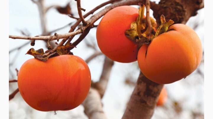 8 PERSIMMON TREE SEEDS Diospyros Virginiana SUGAR PLUM Fruit Wildlife Attractant