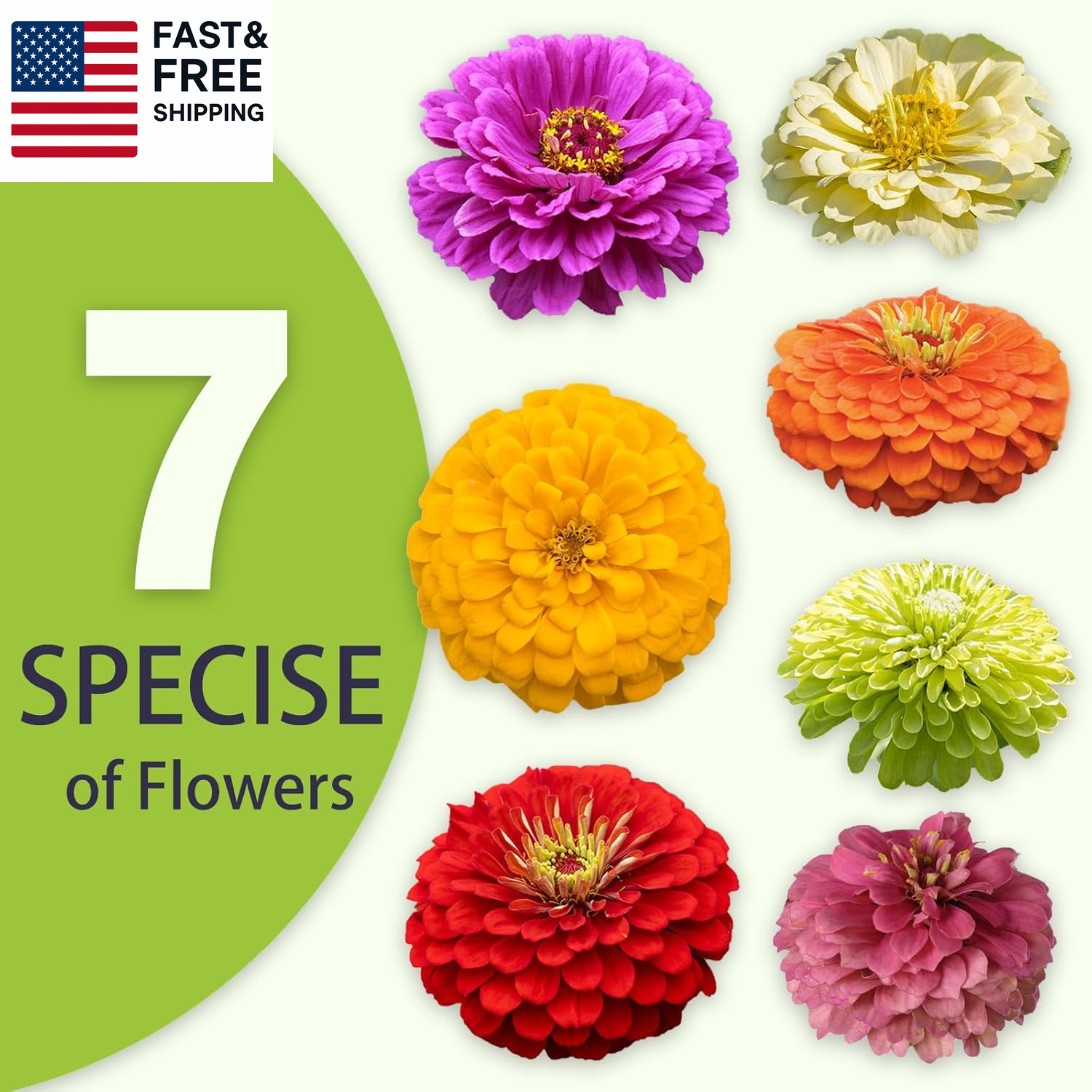 Zinnia Seeds Bulk 5,000+ | Outdoor Flower for Planting |Giant Zinnia Seeds for