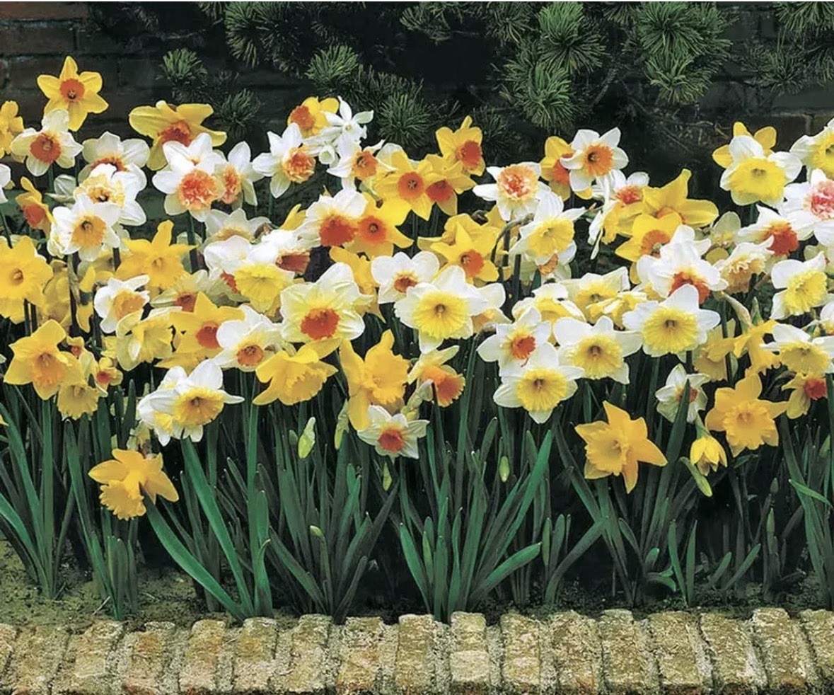 Beautiful Assorted Daffodil Bulbs For SALE – 12