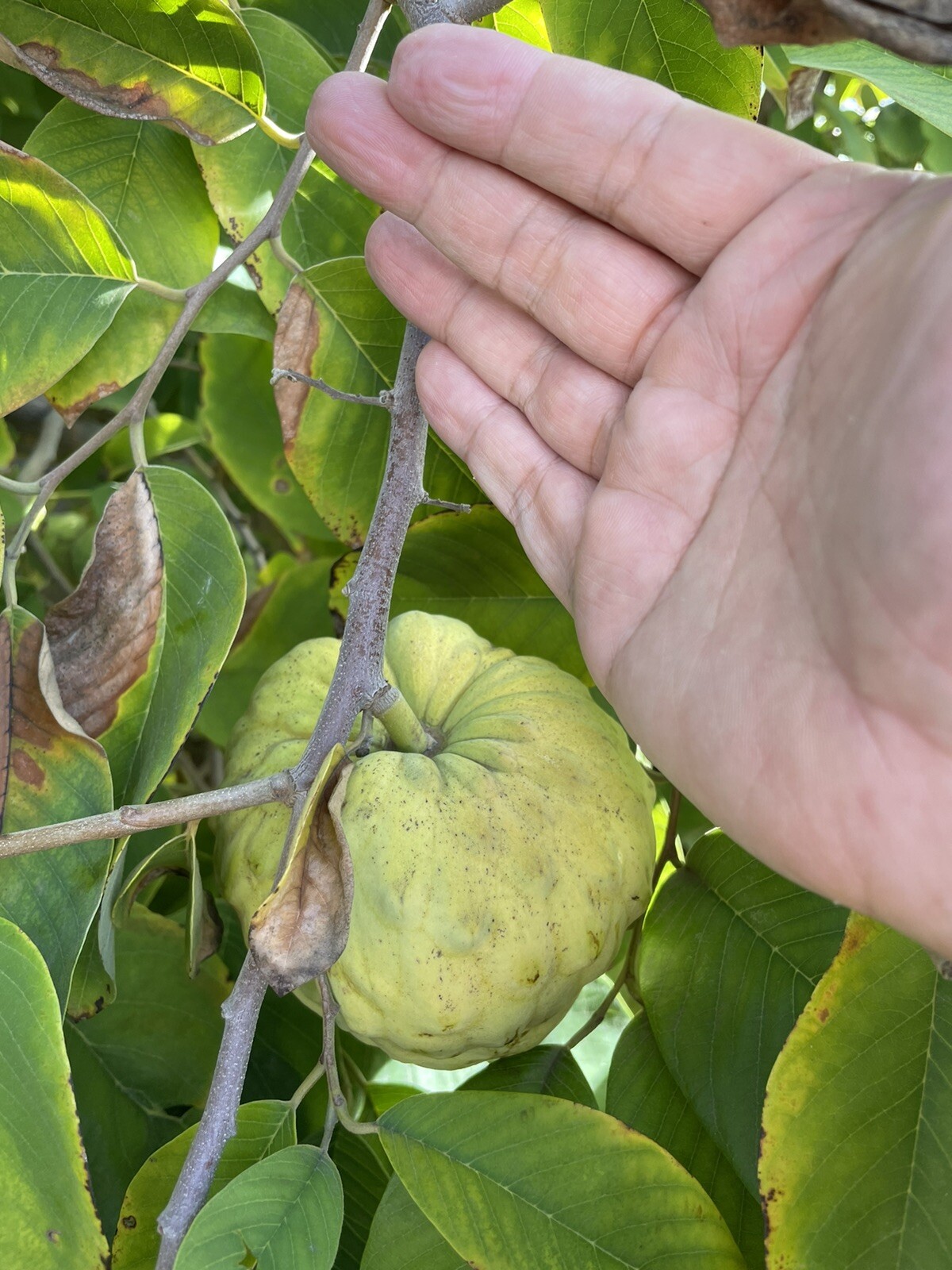 Vietnamese Cherimoya , 5 Cuttings, 6 to 8 Inches + FREE Shipping
