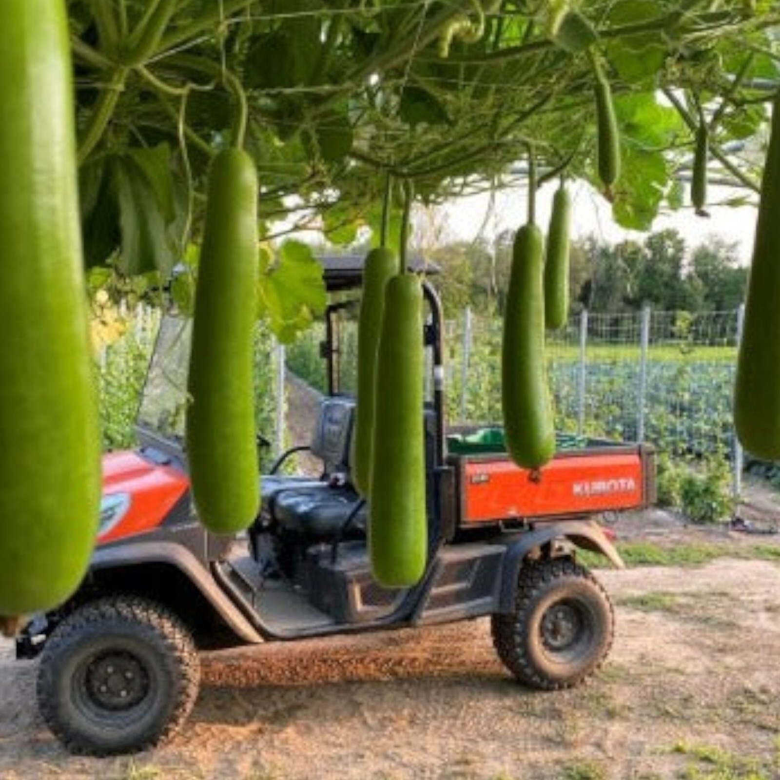 Bottle Gourd Seeds – 35 Seeds – Non-GMO Heirloom Calabash for Vegetable Gardens