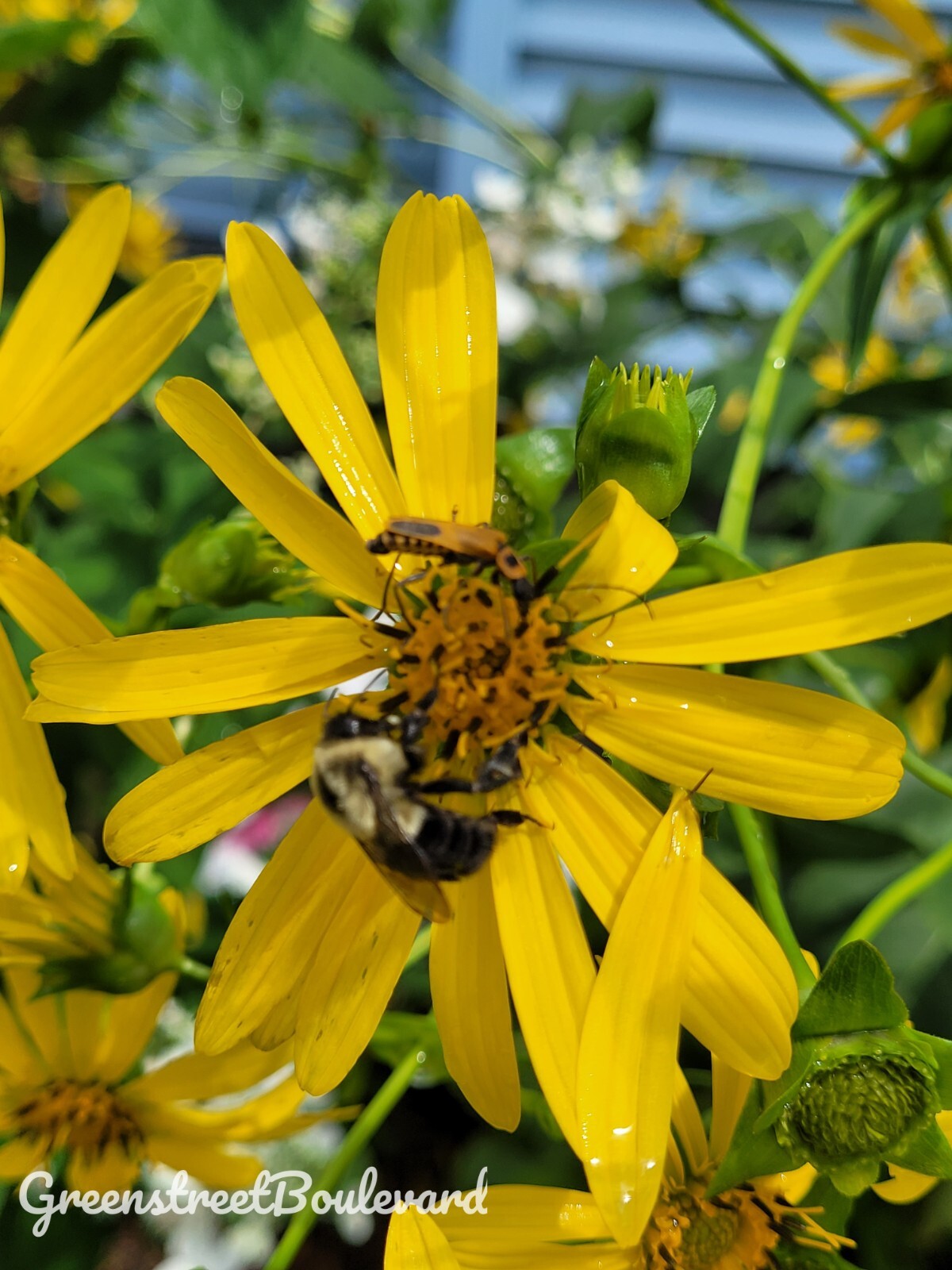 50 Seeds – Silphium perfoliatum ‘Cup Plant’ Native Perennial in Zones 3-9