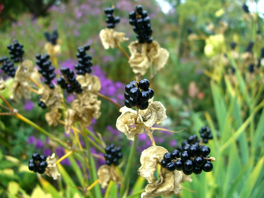 2 Blackberry Lily (aka- Leopard lily)~live, shipped bare-root