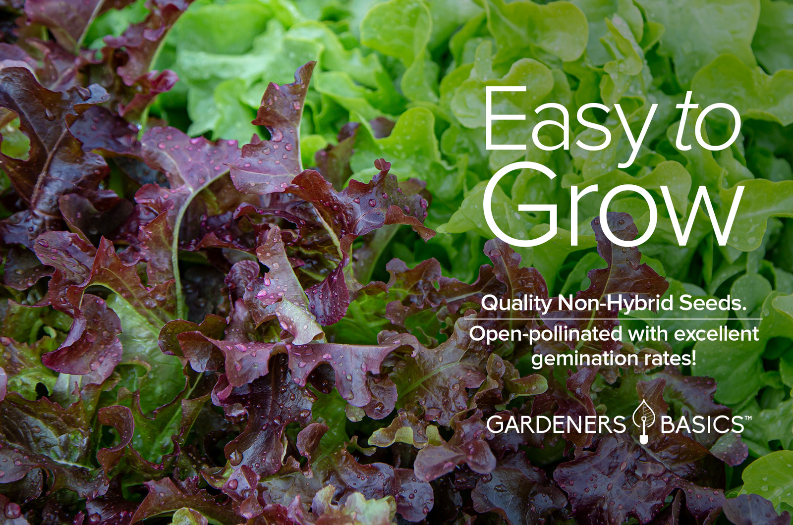 Red Oakleaf Lettuce Seeds