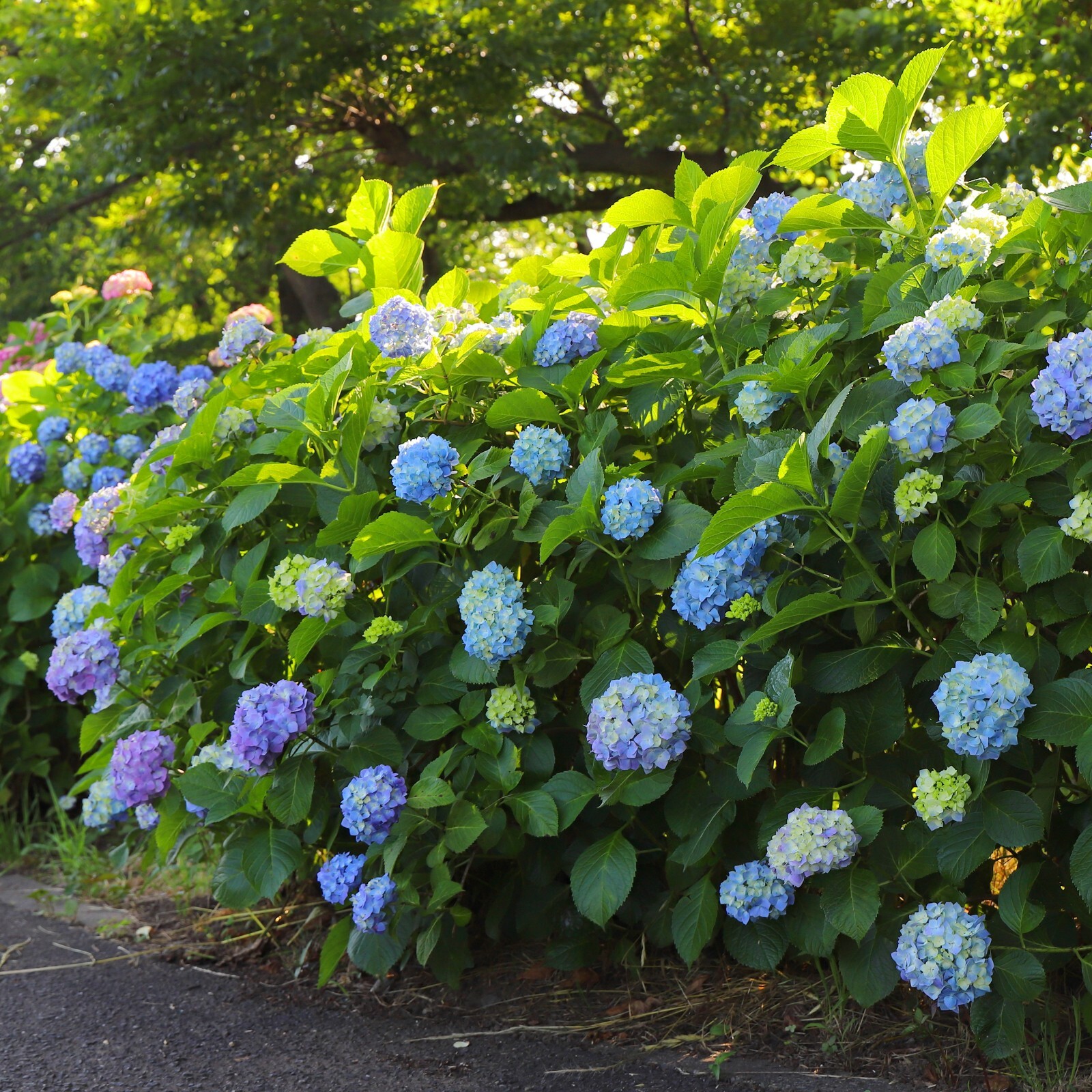 Garden State Bulb Nikko Blue Hydrangea Shrub, Bare Root, Spring Planting