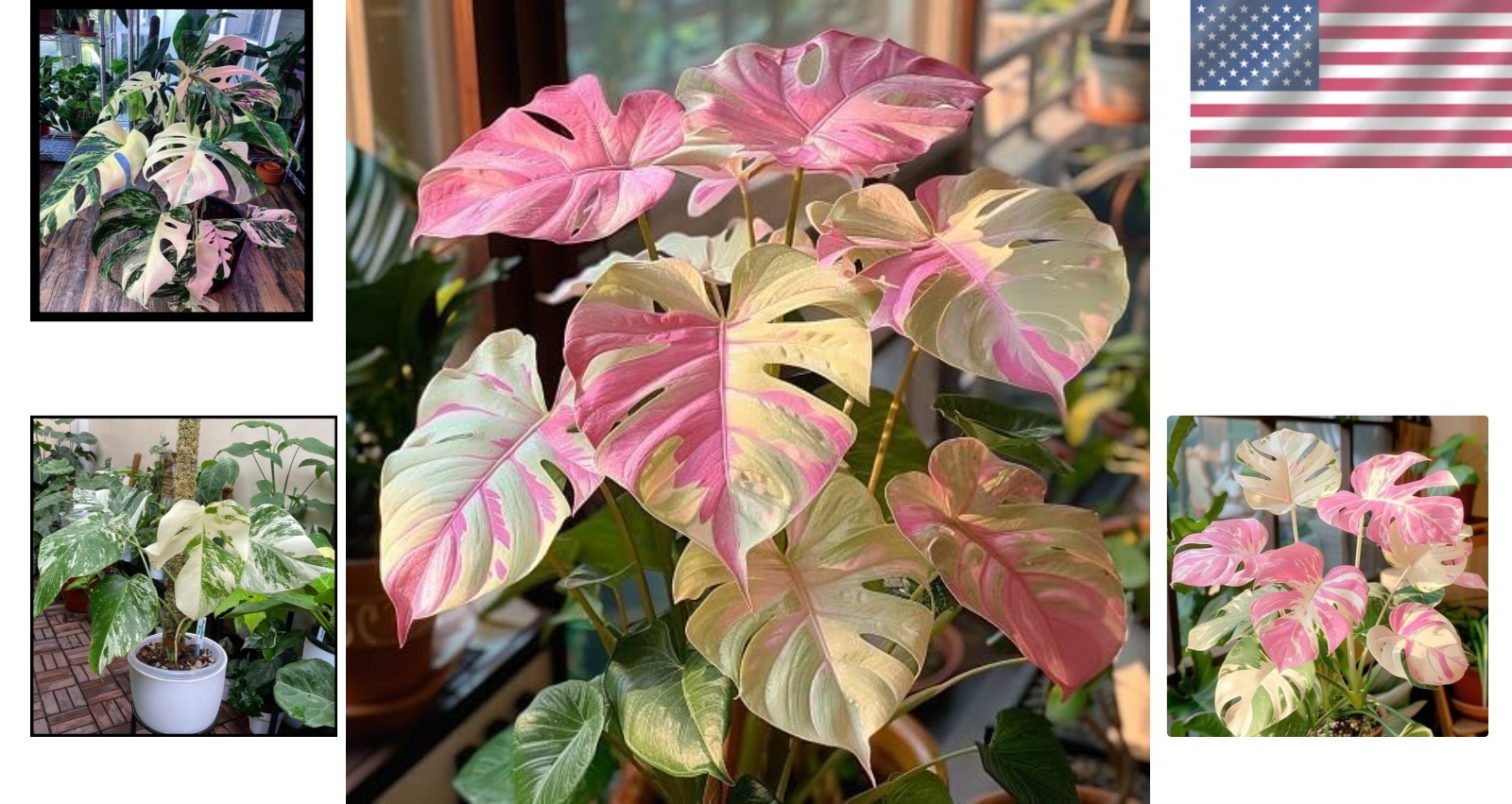 50-Pcs Mixed Monstera Seeds – Rare Tropical Foliage for Indoor & Outdoor Grace