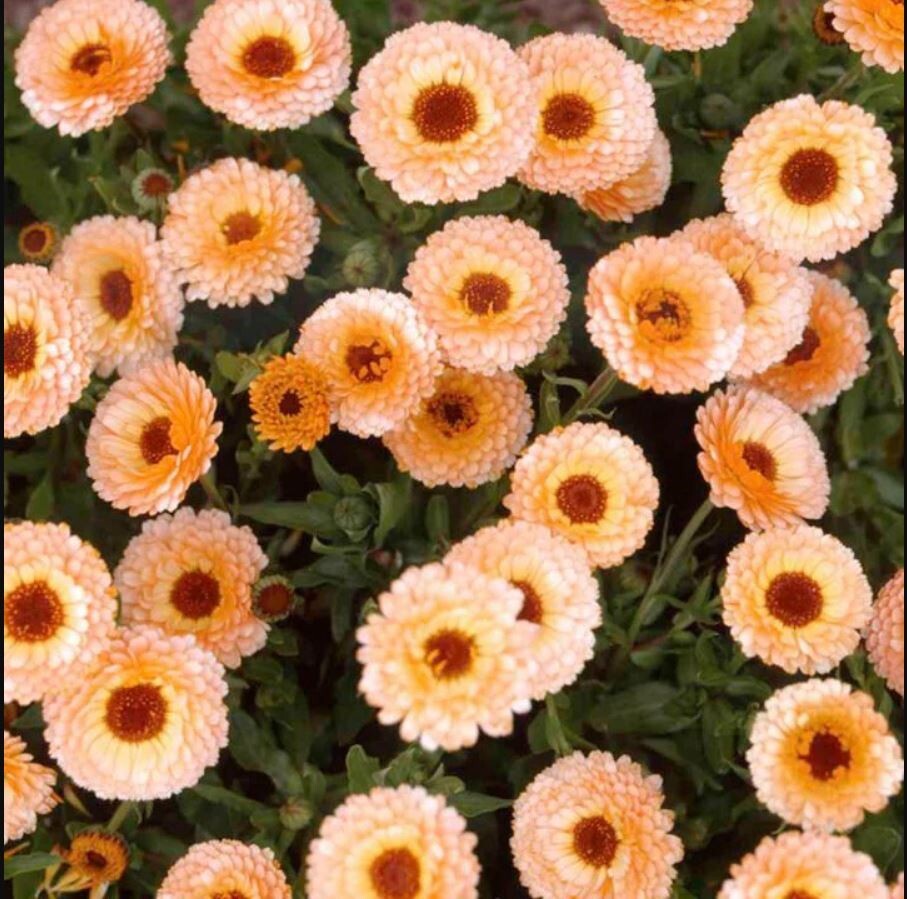 50+Seeds | Pink Surprise Calendula Seeds #H005