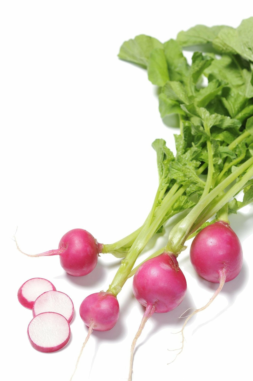 Organic Pink Beauty Radish – Raphamus sativus