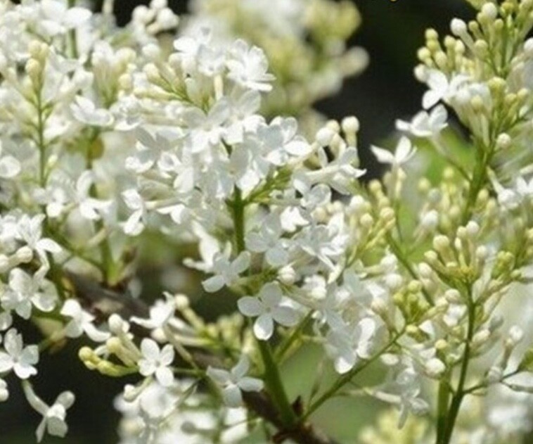 20 SEEDS for PURE WHITE LILAC rare flowering exotic bloom plant bush USA Seller