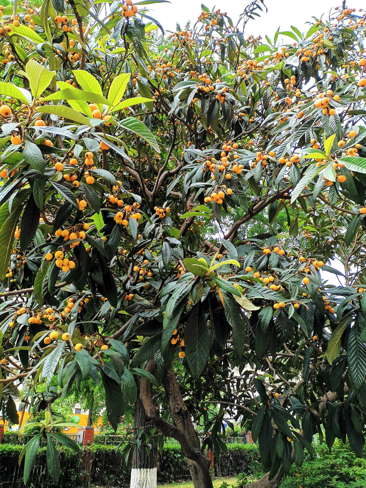 Loquat Tree Seeds – For 2026 Planting Eriobotrya Japonica Chinese Pipa Japanese
