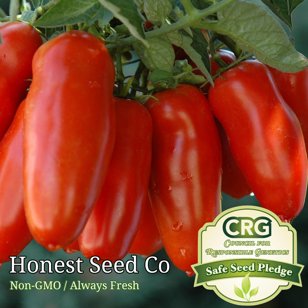 100+ San Marzano Tomato Seeds Heirloom Non-GMO Garden Seeds from USA Ships Free